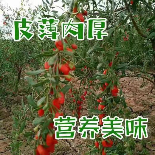 青海柴达木新鲜枸杞 只卖七八月的鲜果枸杞 顺丰冷链包邮 125g/盒*4盒/份 商品图8