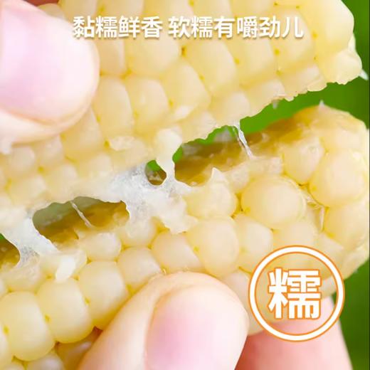 西双版纳拇指玉米 软糯弹牙  非转基因 1kg/袋 商品图2
