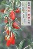 青海柴达木新鲜枸杞 只卖七八月的鲜果枸杞 顺丰冷链包邮 125g/盒*4盒/份 商品缩略图4