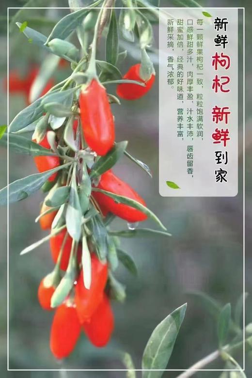 青海柴达木新鲜枸杞 只卖七八月的鲜果枸杞 顺丰冷链包邮 125g/盒*4盒/份 商品图4