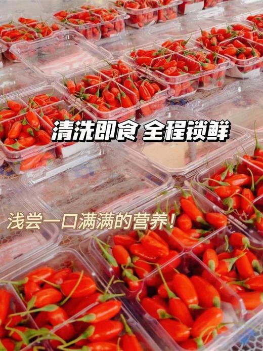 青海柴达木新鲜枸杞 只卖七八月的鲜果枸杞 顺丰冷链包邮 125g/盒*4盒/份 商品图3