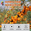 吕梁野山坡沙棘汁果汁300ml*12瓶礼盒装（果汁含量40%） 商品缩略图3
