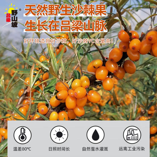 吕梁野山坡沙棘汁果汁300ml*12瓶礼盒装（果汁含量40%） 商品图3