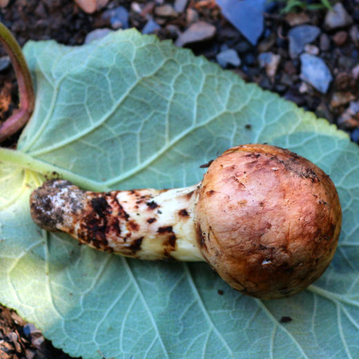 野生王家寨松茸 | 合作生产 * Wild Xiaojin Matsutake | Coproduction 商品图4