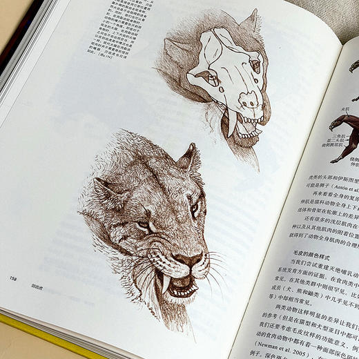 剑齿虎 Sabertooth 史前生命丛书 古生物学普及读物 彩图精装 商品图11