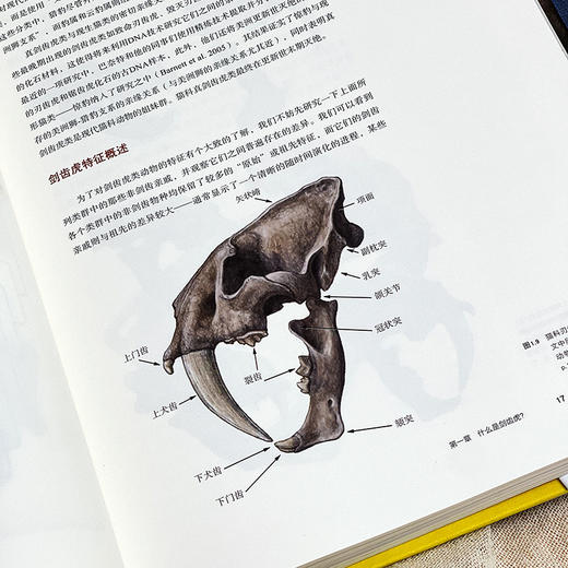 剑齿虎 Sabertooth 史前生命丛书 古生物学普及读物 彩图精装 商品图6