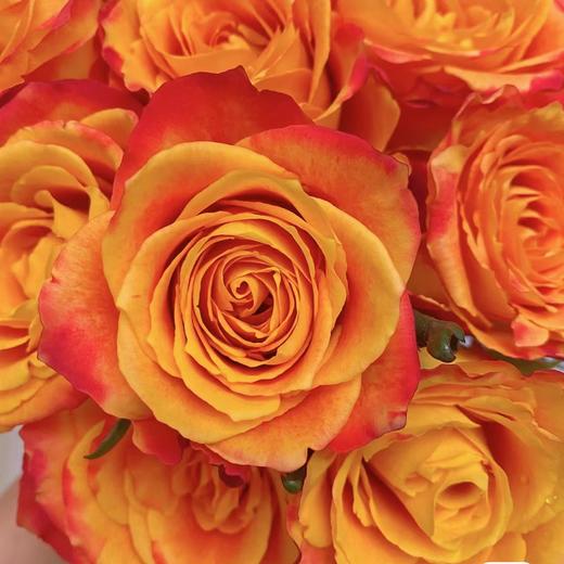 【橘子汽水】玫瑰-橙色系 10枝 | 新客福利 商品图2