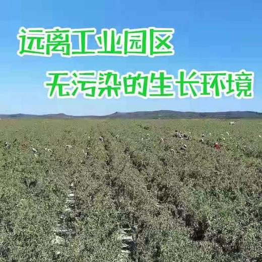 青海柴达木新鲜枸杞 只卖七八月的鲜果枸杞 顺丰冷链包邮 125g/盒*4盒/份 商品图7