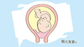 胎儿发育》