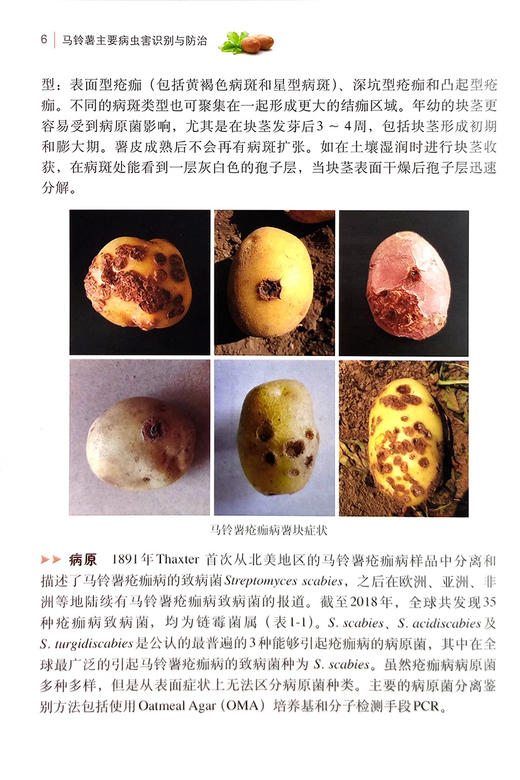 马铃薯主要病虫害识别与防治【中国农业出版社官方正版】 商品图5