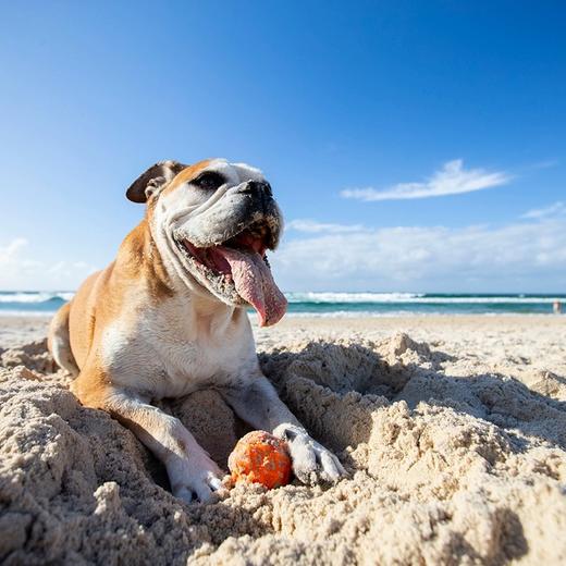 Waboba 汪汪狗玩具套装 商品图3