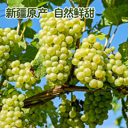 【新疆】三色葡萄4斤礼盒装【京东/顺丰航空包邮】 商品图1