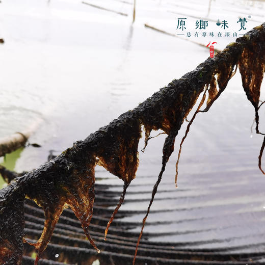 霞浦头水紫菜（成都仓库—顺丰快递）| 125g/袋，来自福建霞浦，生产者：老蔡【合作生产，公平贸易】 商品图4