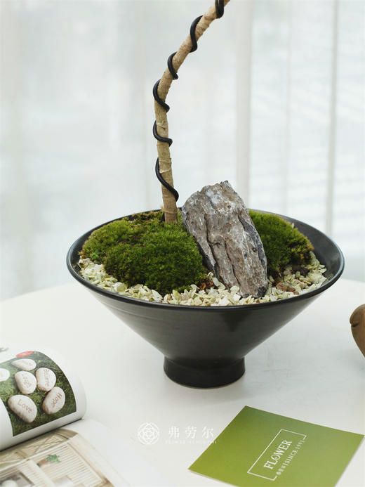 福禄桐 商品图1