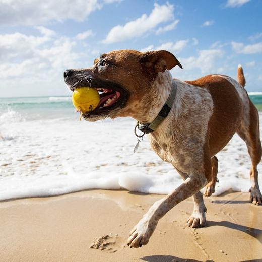 Waboba 狗狗水上弹球 高弹力球 商品图1