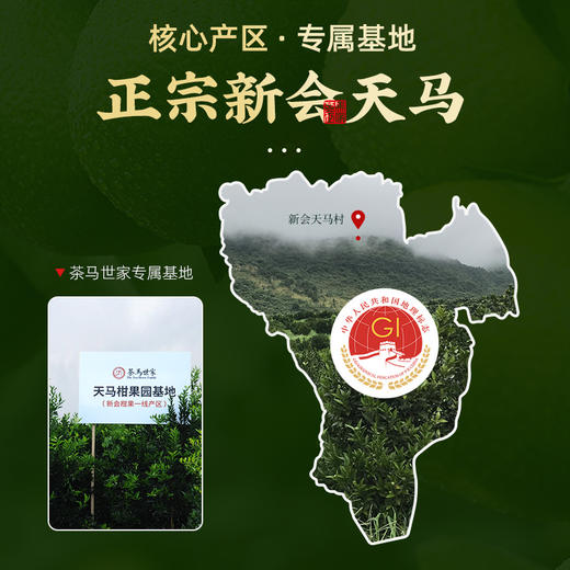 茶马世家 头采新会天马阳光果 全生晒小青柑130g 商品图2
