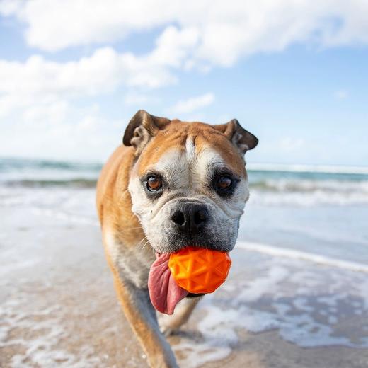 Waboba Tailwind狗狗高弹力球 商品图0