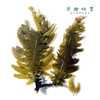 生态熟干裙带菜（成都仓库-顺丰快递）| 50g/罐，来自山东荣成，生产者：蔡殿双【合作生产，公平贸易】 商品缩略图5