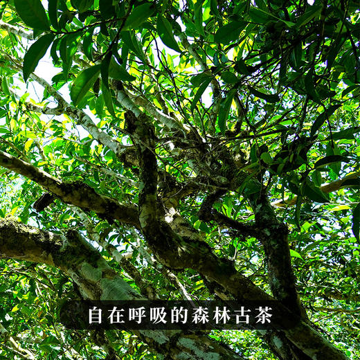 【犀牛塘单株】2023年头春头采，帕沙核心产区单株单采，勐海第一香妃，357g/饼 商品图7