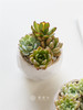 多肉植物 商品缩略图0