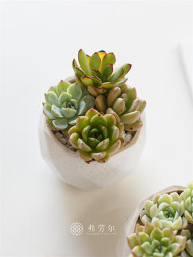 小小多肉植物