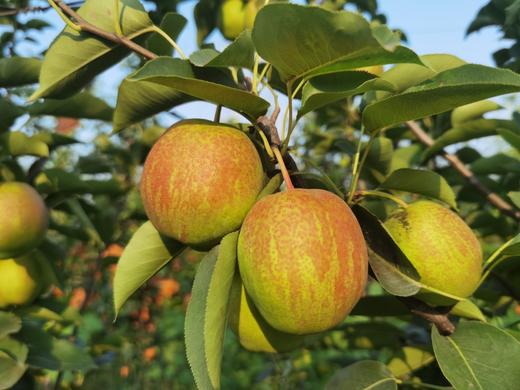有机种植伏梨有机种植水果、中国有机认证，原生态种植、不催熟、不打药，每一个果实都被细心呵护，精心挑选） 商品图2
