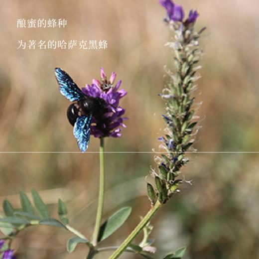 哈萨克斯坦自然成熟野花蜂蜜500g 综合营养高 商品图3