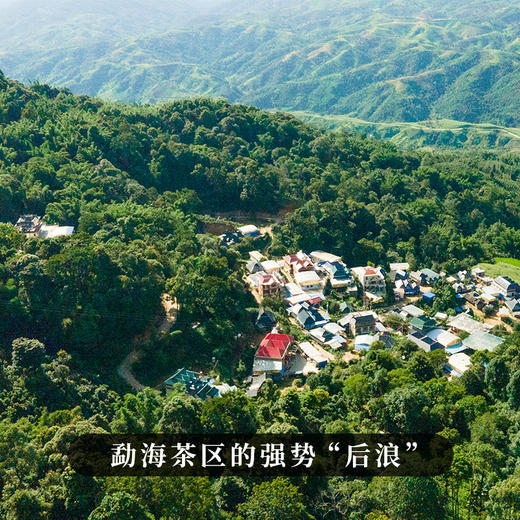 【犀牛塘单株】2023年头春头采，帕沙核心产区单株单采，勐海第一香妃，357g/饼 商品图4