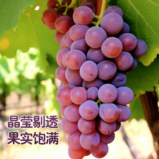 【新疆】三色葡萄4斤礼盒装【京东/顺丰航空包邮】 商品图3
