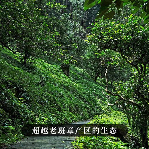 【犀牛塘单株】2023年头春头采，帕沙核心产区单株单采，勐海第一香妃，357g/饼 商品图6