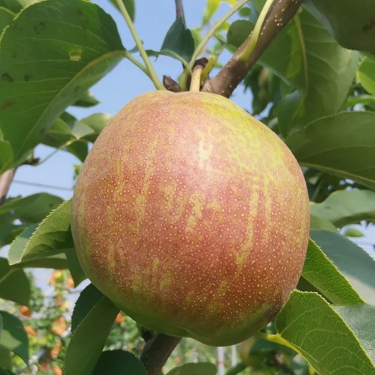 有机种植伏梨有机种植水果、中国有机认证，原生态种植、不催熟、不打药，每一个果实都被细心呵护，精心挑选）