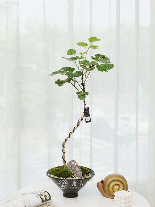 福禄桐 商品图0