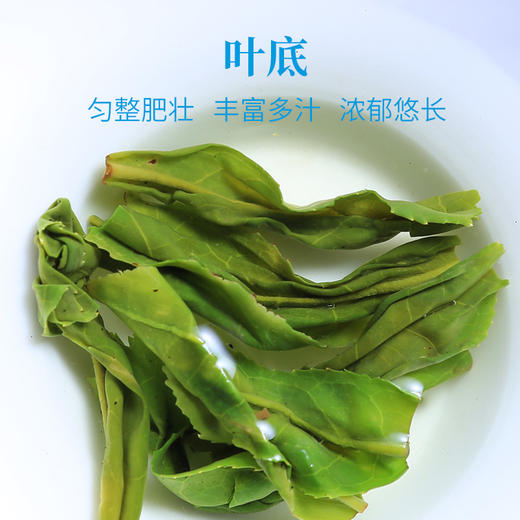 徽六丨瓜片水青 绿茶 一级 250g
 商品图2