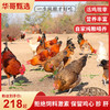 碧夏山庄老母鸡3斤左右 生态林地散养，自由捕食 高山散养，水源无污染，顺丰直达 坏单包赔，肉质新鲜 全程人工处理 商品缩略图0