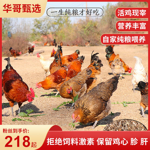 碧夏山庄老母鸡3斤左右 生态林地散养，自由捕食 高山散养，水源无污染，顺丰直达 坏单包赔，肉质新鲜 全程人工处理 商品图0