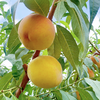新鲜水果 六里坪玫瑰香黄桃 3斤 （轻微瑕疵果，介意勿拍） 商品缩略图1
