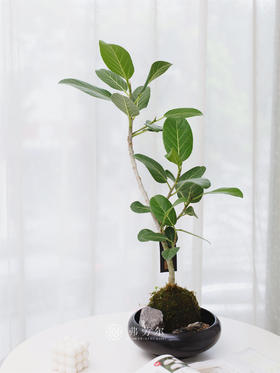 苔藓求高山榕
