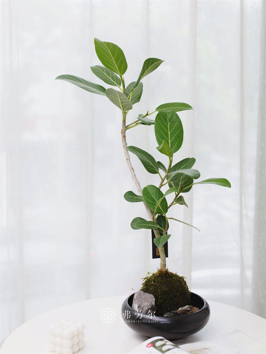 苔藓求高山榕 商品图0