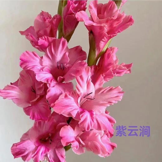 剑兰.紫云涧 商品图0