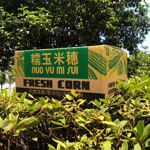 【玉米界的“黑珍珠” 】2025年新茬山西忻州黑糯玉米 约220g/根 软糯香甜 独立包装 黑玉米农产品 常温避光保存 冷藏（0℃-4℃）更佳 商品图5