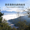 双陈2023年经典9572熟茶357g复刻经典配方云南勐海古树春茶 商品缩略图2