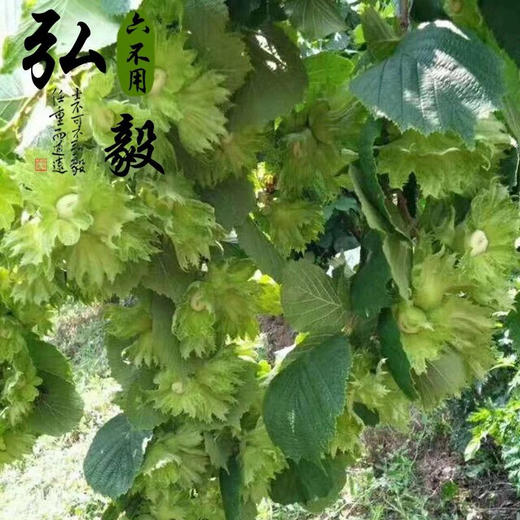 【弘毅六不用生态农场】六不用 榛子（生）250克/份 商品图3