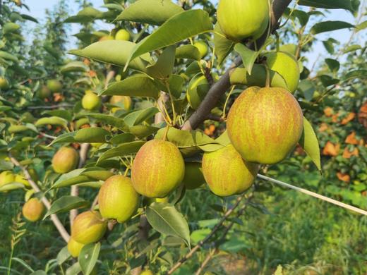 有机种植伏梨有机种植水果、中国有机认证，原生态种植、不催熟、不打药，每一个果实都被细心呵护，精心挑选） 商品图1