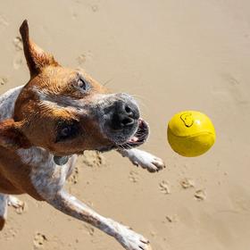 Waboba 狗狗水上弹球 高弹力球