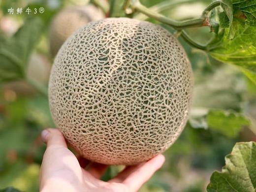 【顺丰包邮】海南生态牛3蜜瓜深纹路品种源自日本，属于网纹甜瓜中的贵族品种基地直邮 商品图1