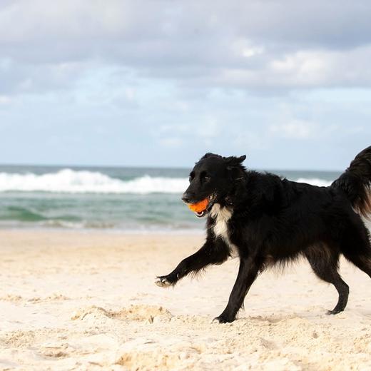 Waboba Tailwind狗狗高弹力球 商品图3