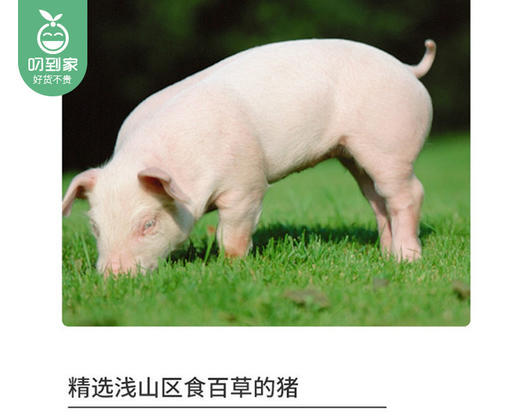 绿德源精选猪前蹄（约1.5kg±200g/个 整蹄） 商品图1