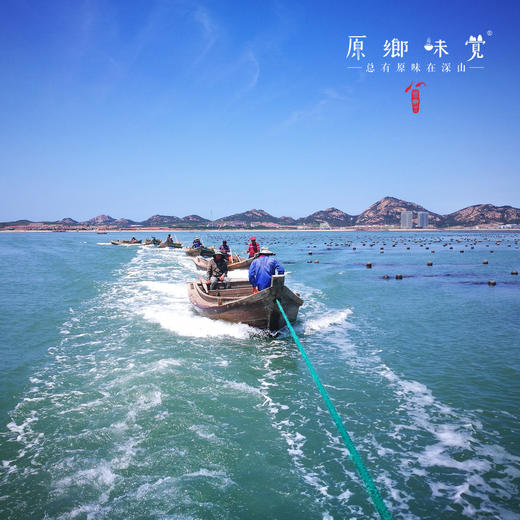 生态熟干裙带菜（成都仓库-顺丰快递）| 50g/罐，来自山东荣成，生产者：蔡殿双【合作生产，公平贸易】 商品图3