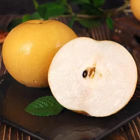 新鲜水果  砀山黄圆梨3斤
