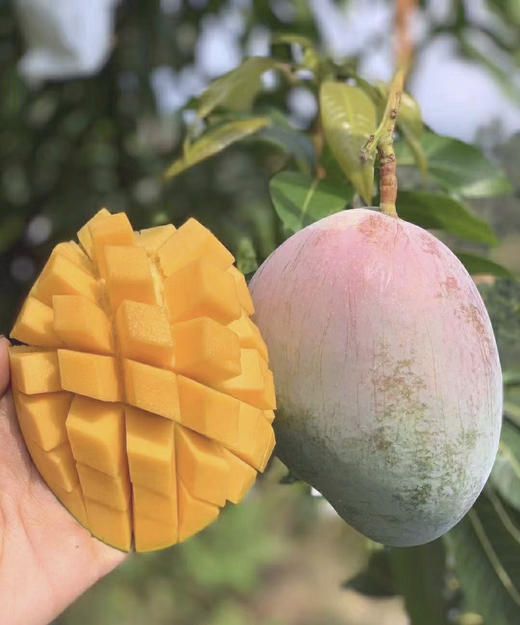 【攀枝花|凯特芒果🥭】💰18.8抢3斤 果园崩盘了，这么好的芒果等于白送❗ 商品图0